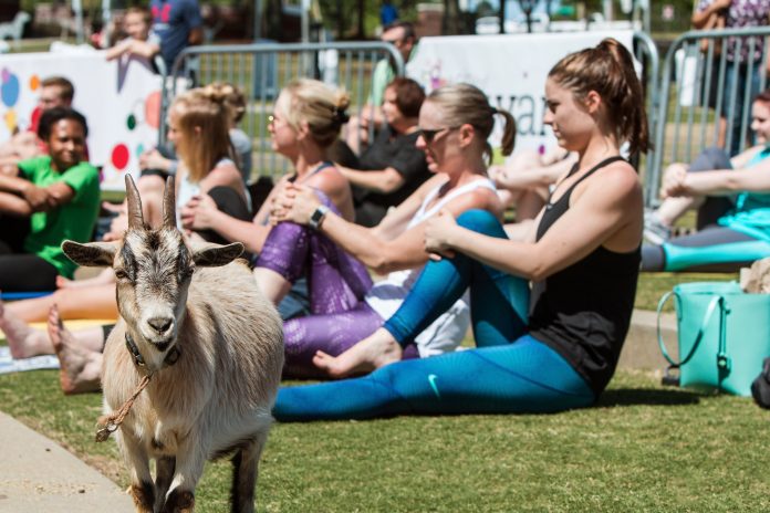 Goat Stands Among Women Stretching At Outdoor Goat Yoga Class