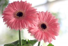 Sowing the seeds of success