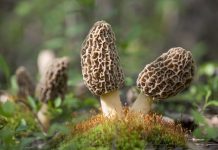 Recipe: Spring’s Bounty