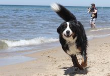 4 splashy spots for the dog days