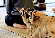 Next stop for goat yoga? You tell us!