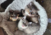 Kitten Caboodle: helping tiny arrivals thrive