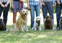 Paws and reflect? City launches $5 dog training classes