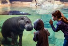 Survey says: John Ball Zoo
