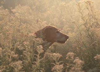 Wildfire smoke brings a reminder: pets need clean air, too